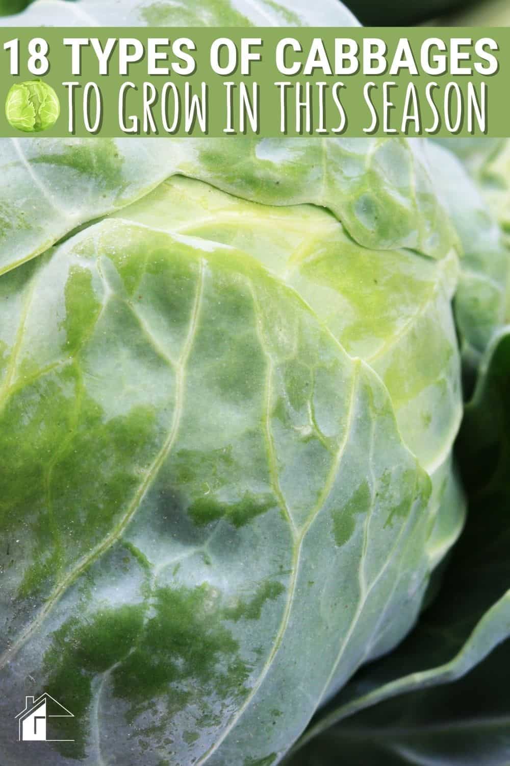 There are so many types of cabbages with different colors, shapes, and textures. Growing cabbage can also be easy and enjoyable. via @mystayathome