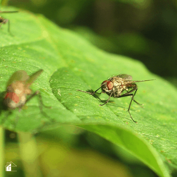 photos of flies