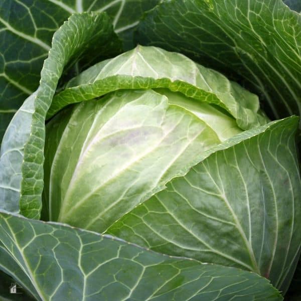 18 Types of Cabbage to Grow!
