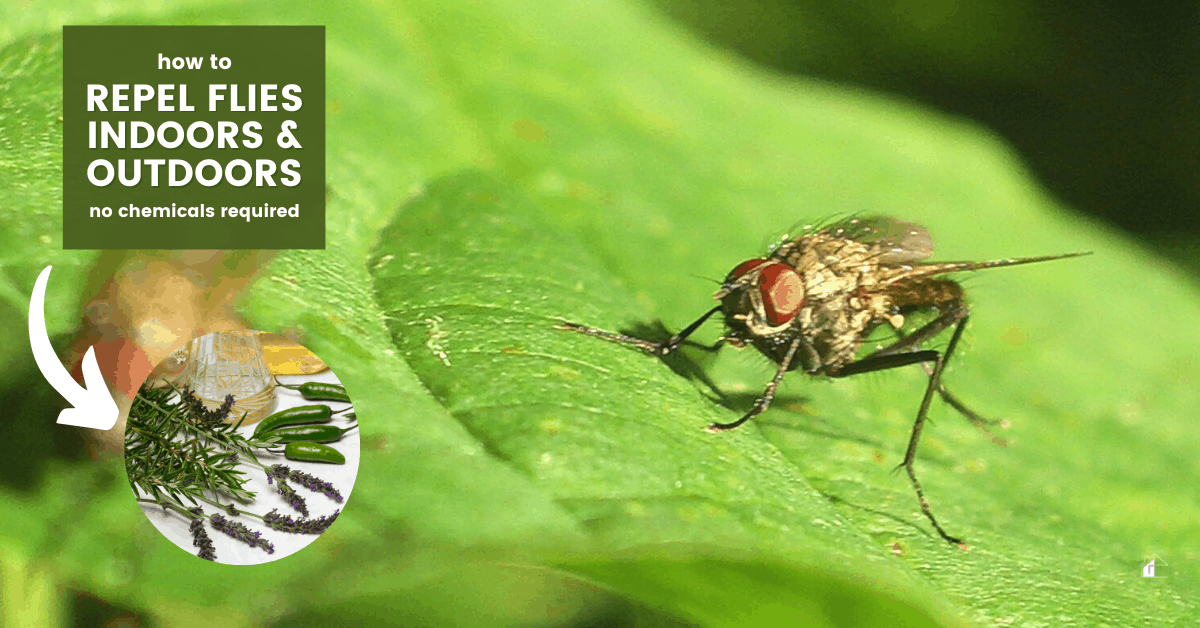 Flies Attack! How to Repel Them Naturally (Indoors & Outdoors Tips)