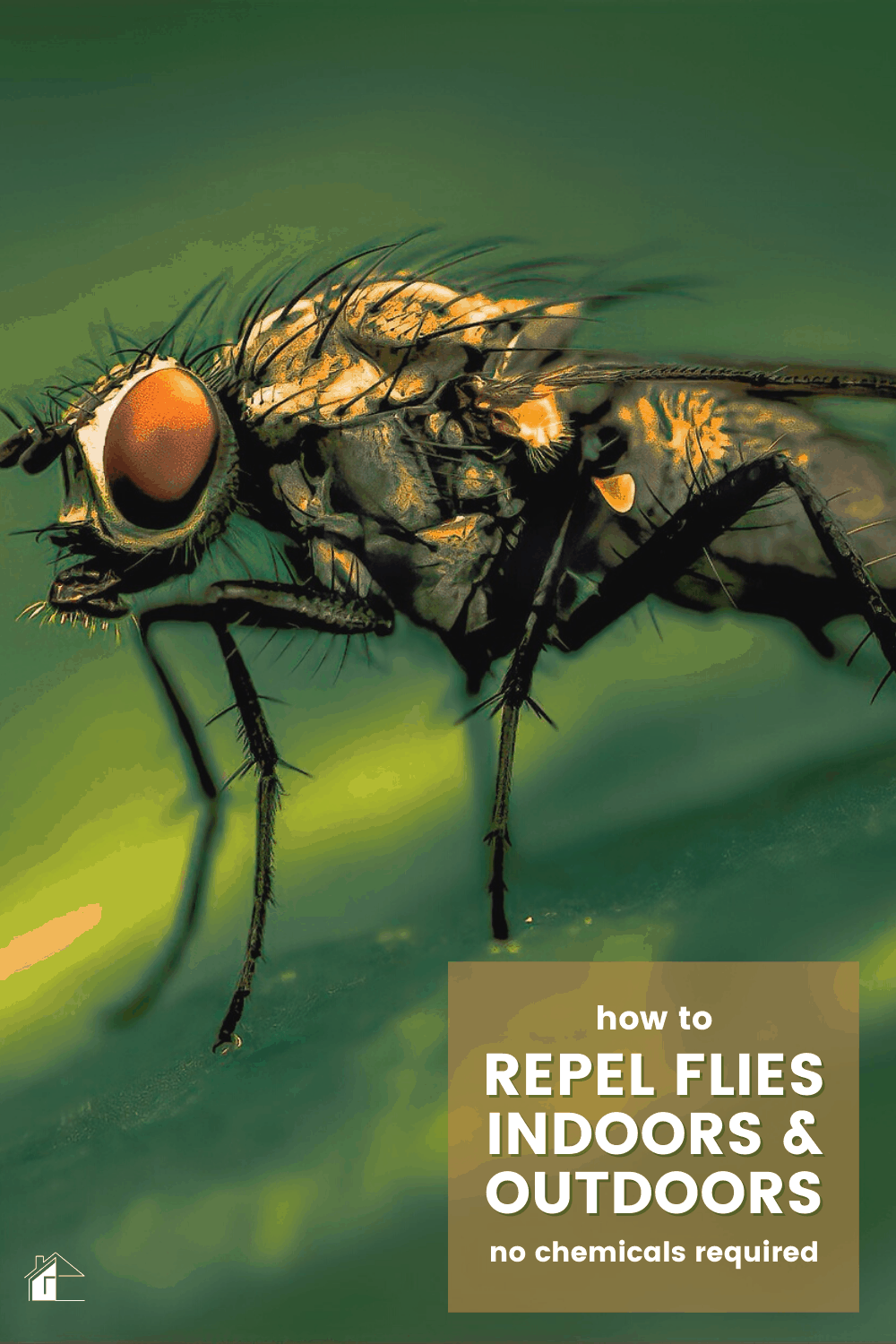 Flies Attack! How to Repel Them Naturally (Indoors & Outdoors Tips)
