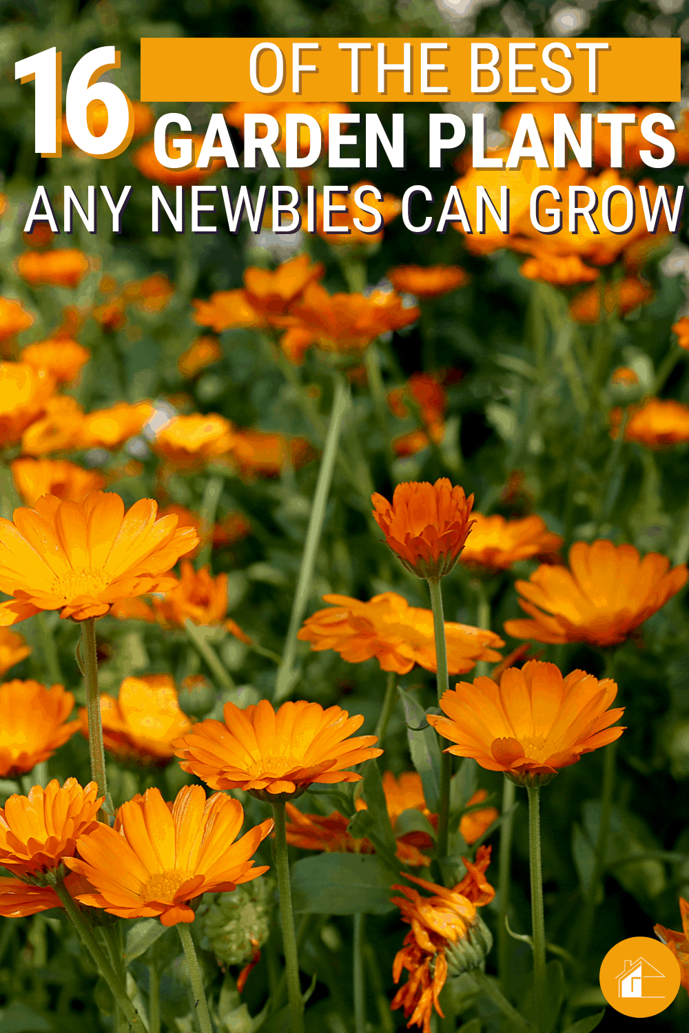 Any gardener would love to include medicinal plants in their garden. Hence, we look into some top medicinal garden plants that are easy to grow. via @mystayathome