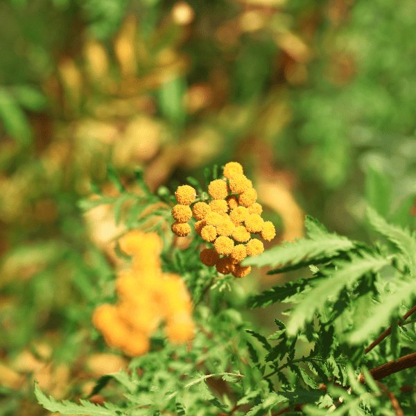 Tansy medicinal herb garden