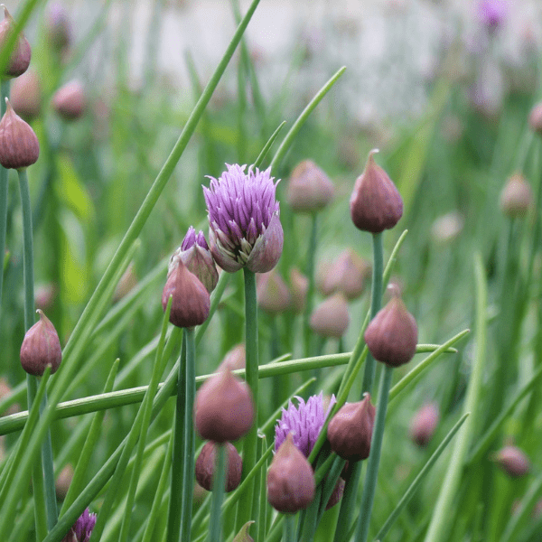 Close up of chives