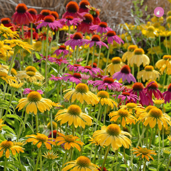 16 Best Medicinal Garden Plants To Grow