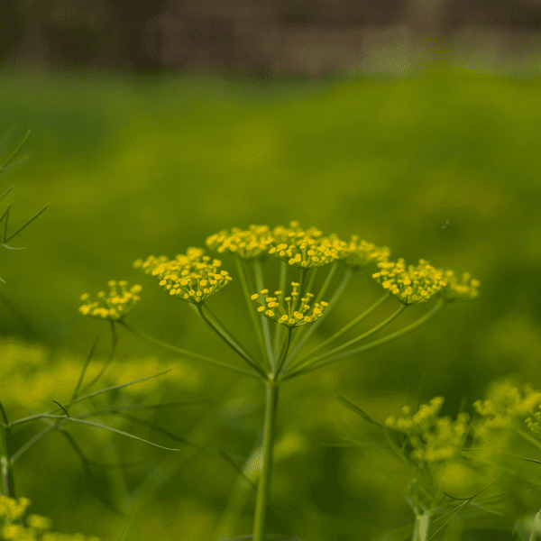 Dill herb growing in a garden