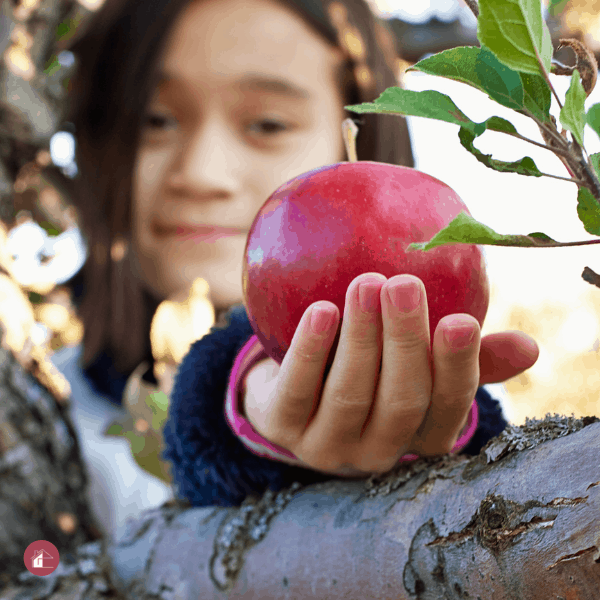 little girl holding an apple - apple picking