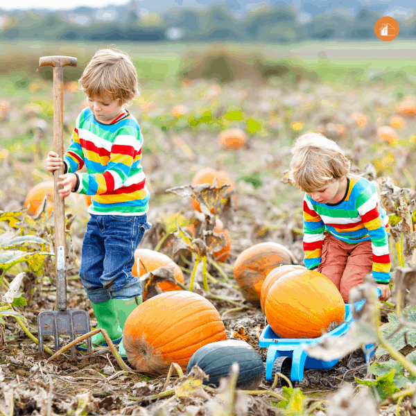 two boys picking pumpkin at pumpkin patch