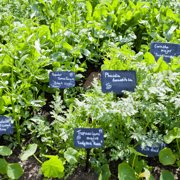 Medicinal garden or medicinal herb garden