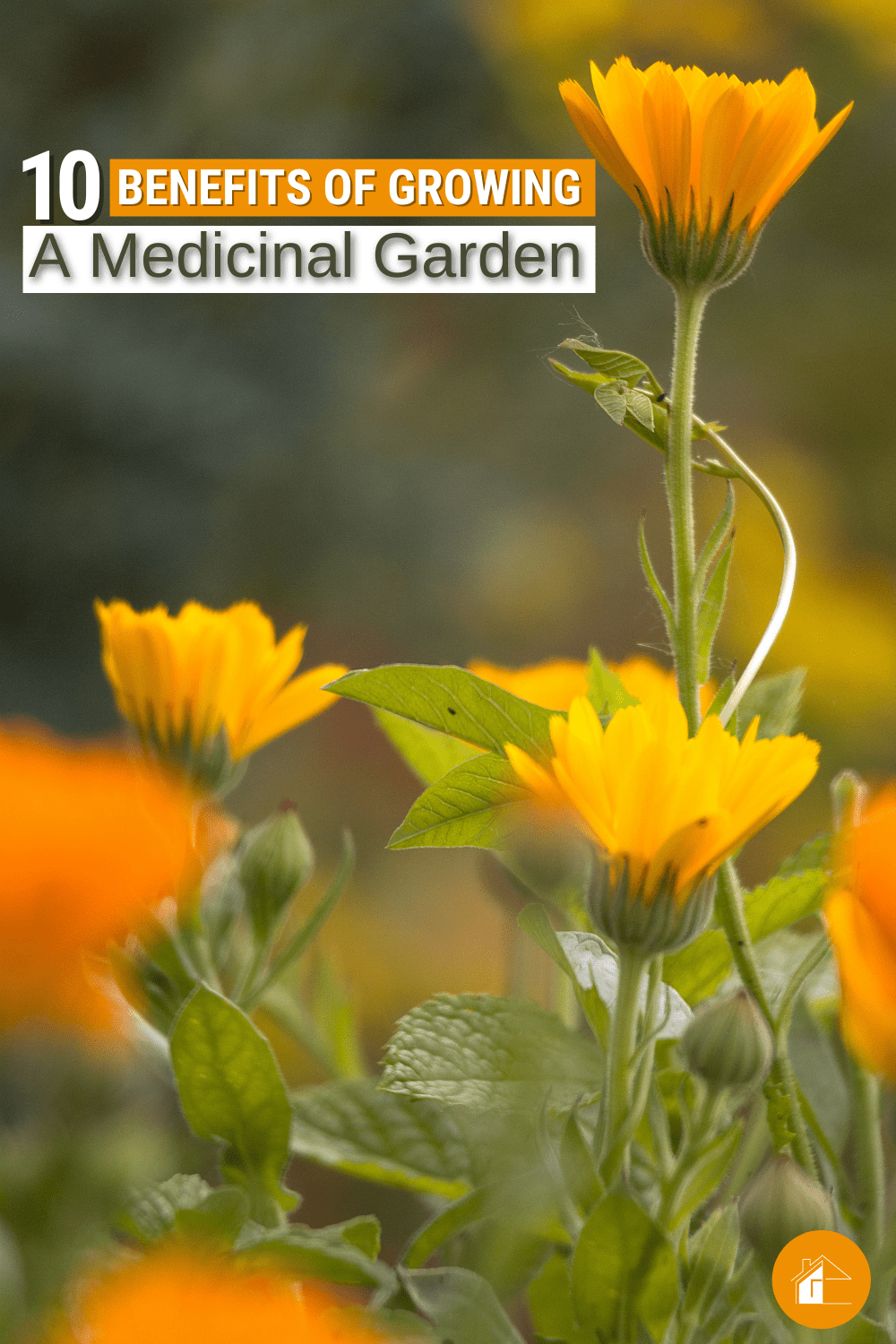A medicinal garden can be good for your health and also save you money. Here are ten benefits to growing one today! via @mystayathome
