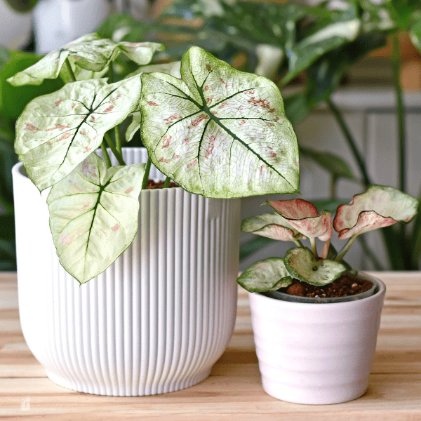 Two potted Caladium. 