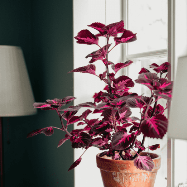 Coleus plant indoors next to a window.