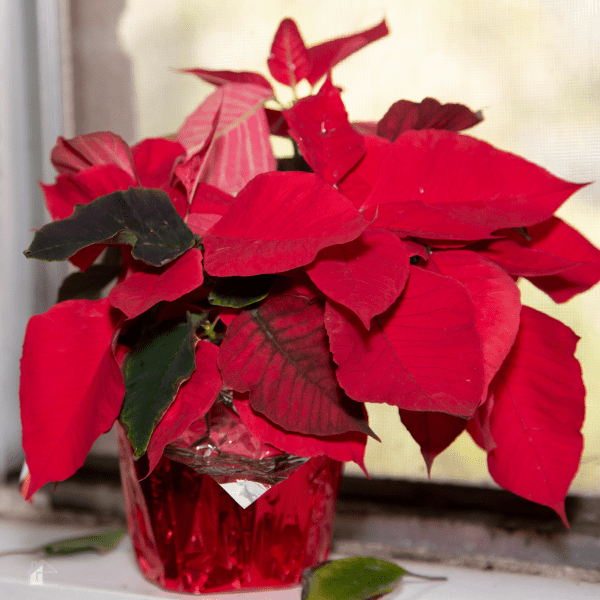 Colorful Houseplants - Poinsettias