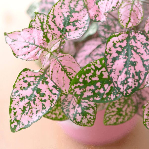 Colorful Houseplants - Polka Dot Plant