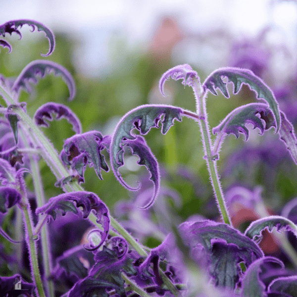 Purple Passion Plant closeup.