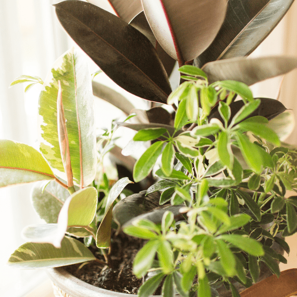 Colorful Houseplants - Purple Passion Plant