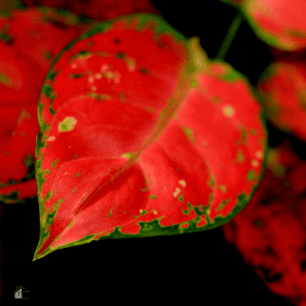 Colorful Houseplants - Red Aglaonema