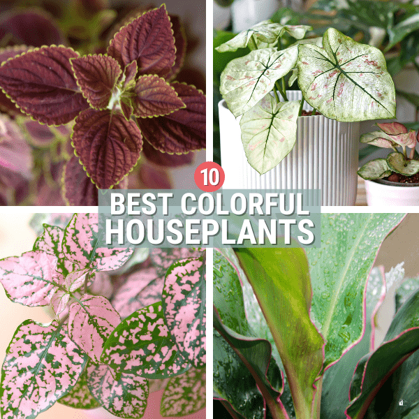 Top 10 Colorful Houseplants You’re Going to Love in Your Home
