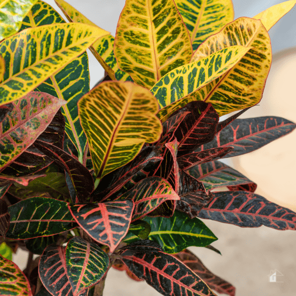 Codiaeum Croton plant leaves close-up