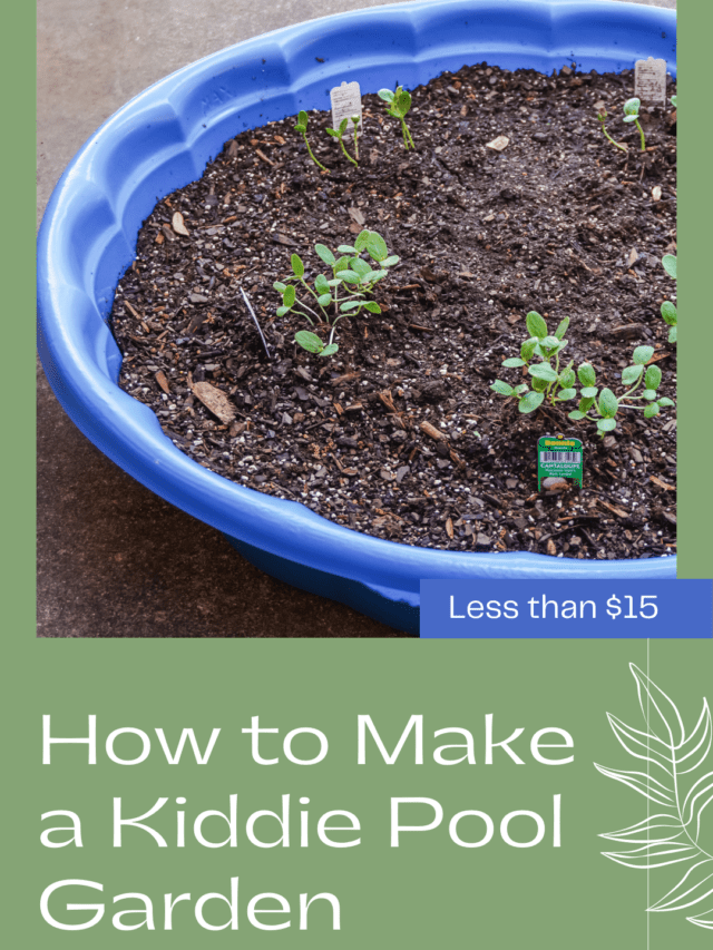 cropped-Start-a-Garden-Using-Kiddie-Pools.png