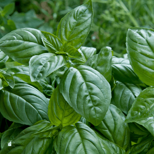 basil in garden