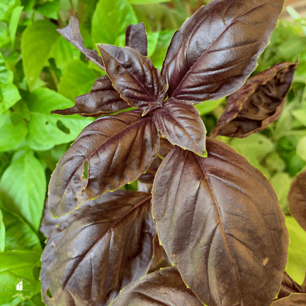 Particular variety of fragrant black basil 