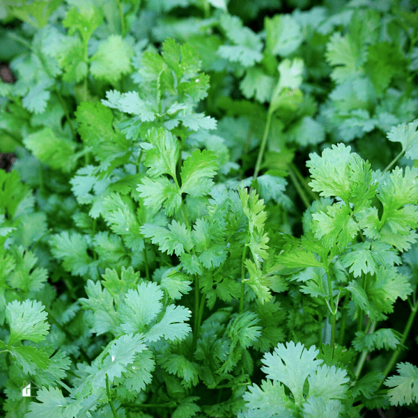 Bright green cilantro, a popular herb, growing in my organic herb garden