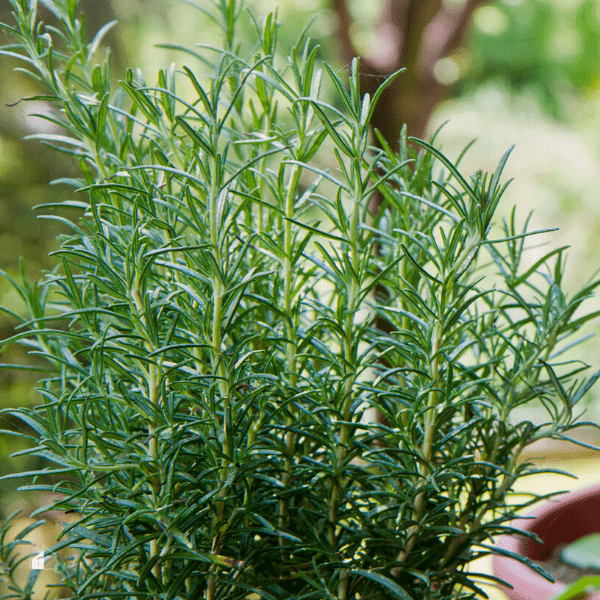 gardening rosemary plant