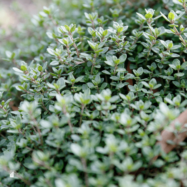 Thyme in garden