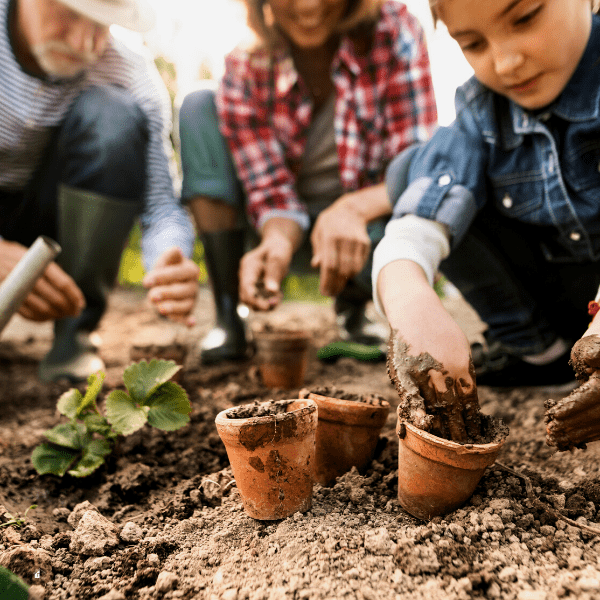 Unrecognizable senior couple with their granddaughter planting a seedling on allotment. Man, woman and a small girl gardening.