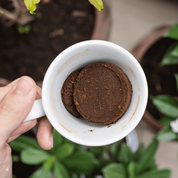 Using coffee ground as a fertilizer. hand holding a coffee mug full or pressed coffee ground over potted plants