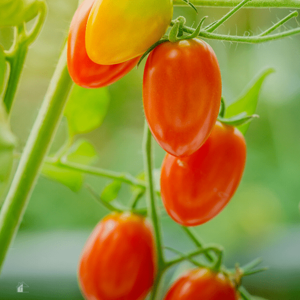 How to Grow Tomatoes from Seed (A Beginner Gardener Guide)