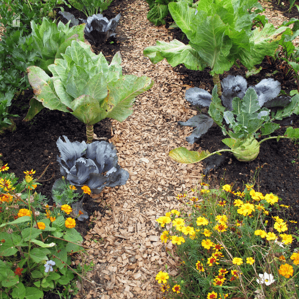 vegetable garden