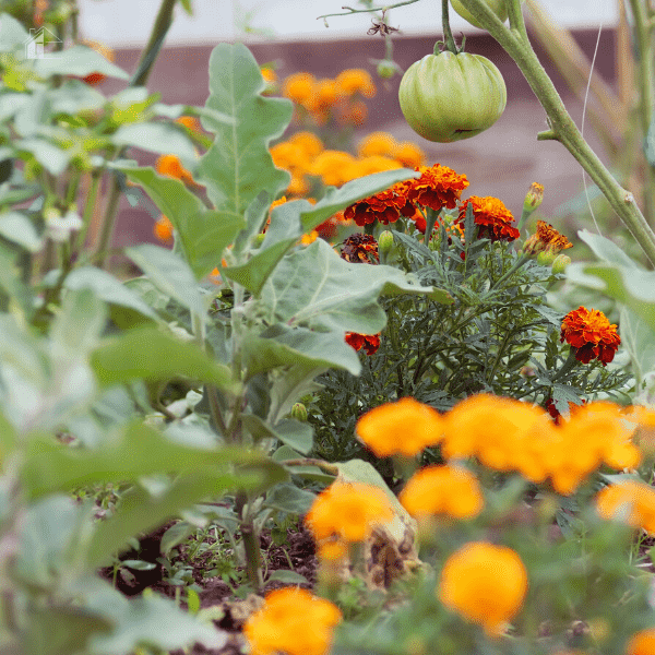 Companion planting - tomatoes and marigolds.