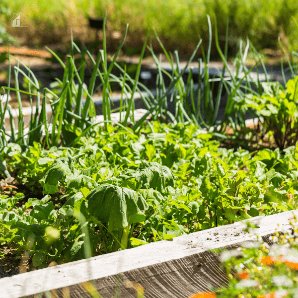 Vegetable garden 