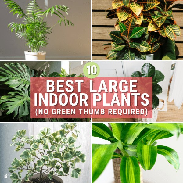 10 of Our Favorite Big Indoor Plants