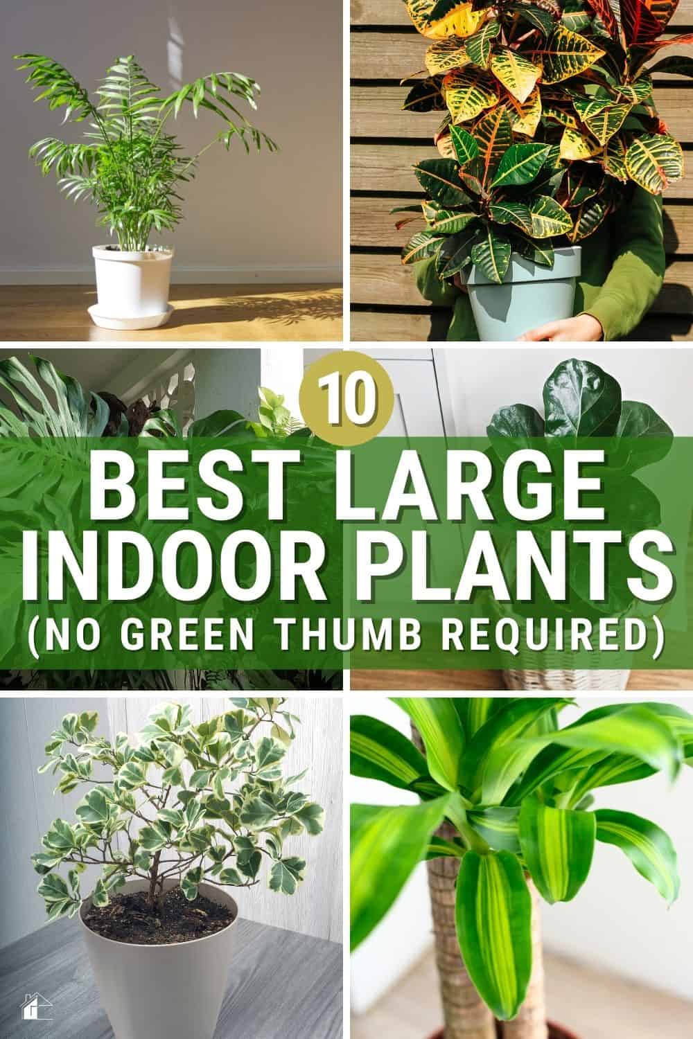 Do you want a tall houseplant to impact a newly redecorated room significantly? Then, check out these big indoor plants for your home. via @mystayathome