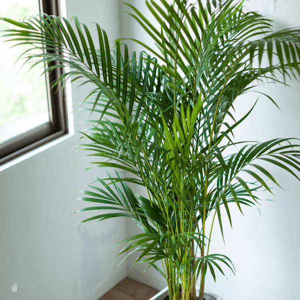 Houseplant Areca palm inside growing in a white pot.