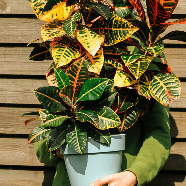 a large Croton plant in the hands of a man. Natural wood background.