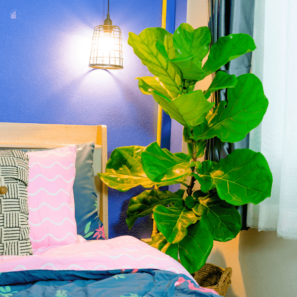 fiddle leaf fig tree in the bedroom.