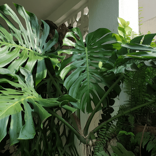 Big Indoor Plants - Monstera Deliciosa Plant