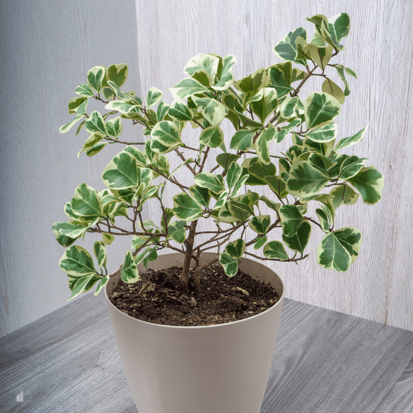 Sweetheart tree growing in a white container.