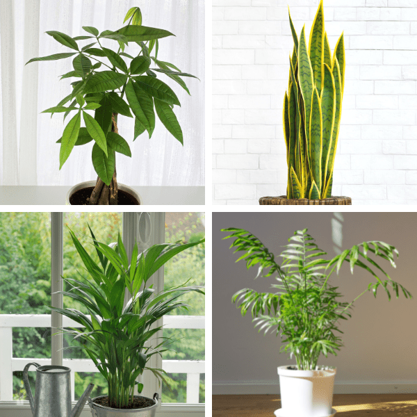 Collage of big house plants to grow inside.