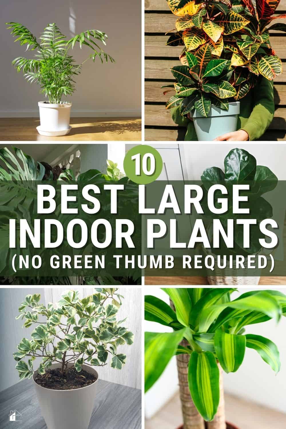 Do you want a tall houseplant to impact a newly redecorated room significantly? Then, check out these big indoor plants for your home. via @mystayathome