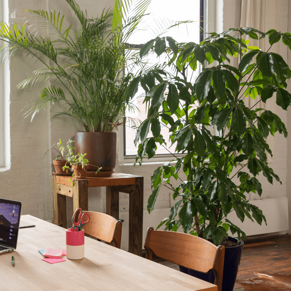 Indoor plants in an office.