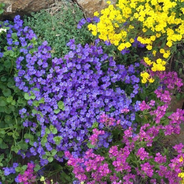 Eco-Friendly Front Yard: Aubrieta; rockery; groundcover