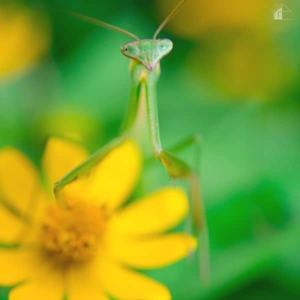 Green Mantises in top of yellow flower