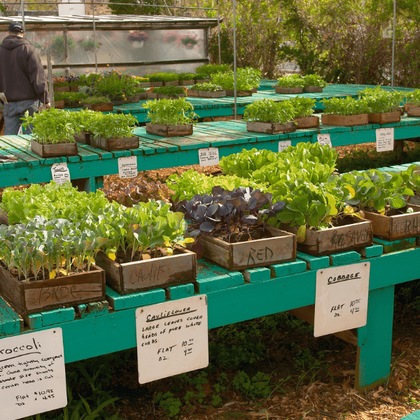 Table filled with flats of vegetables on sale.