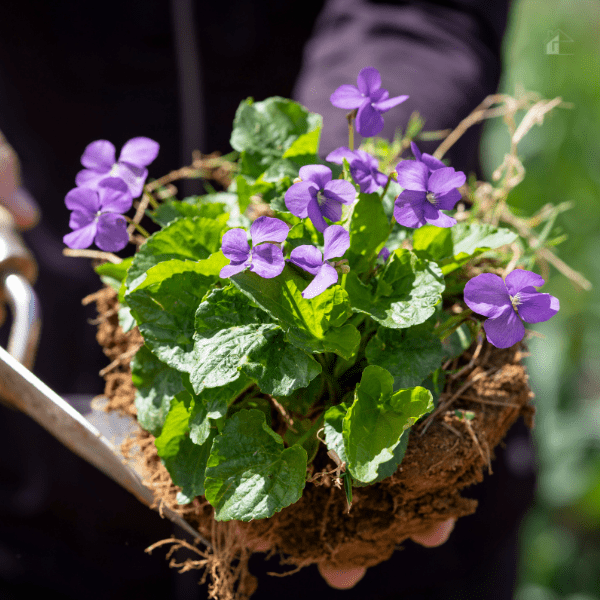 Woman planting flower in her garden.