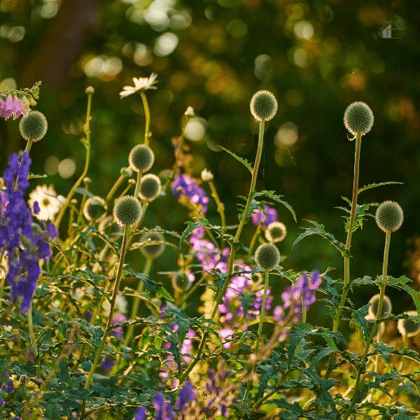 Summer garden photo